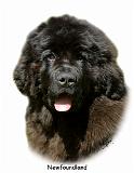 Newfy pup 9T086D-104